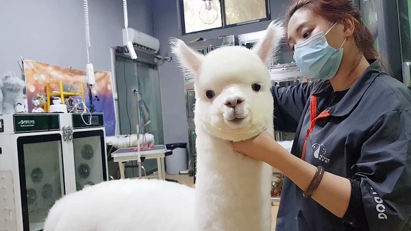 lạc đà alpaca là con gì