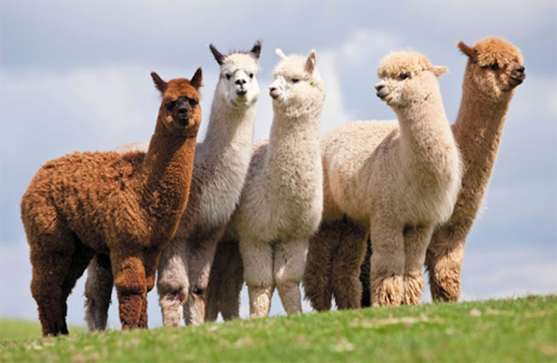 len lạc đà alpaca và những đặc tính tuyệt vời