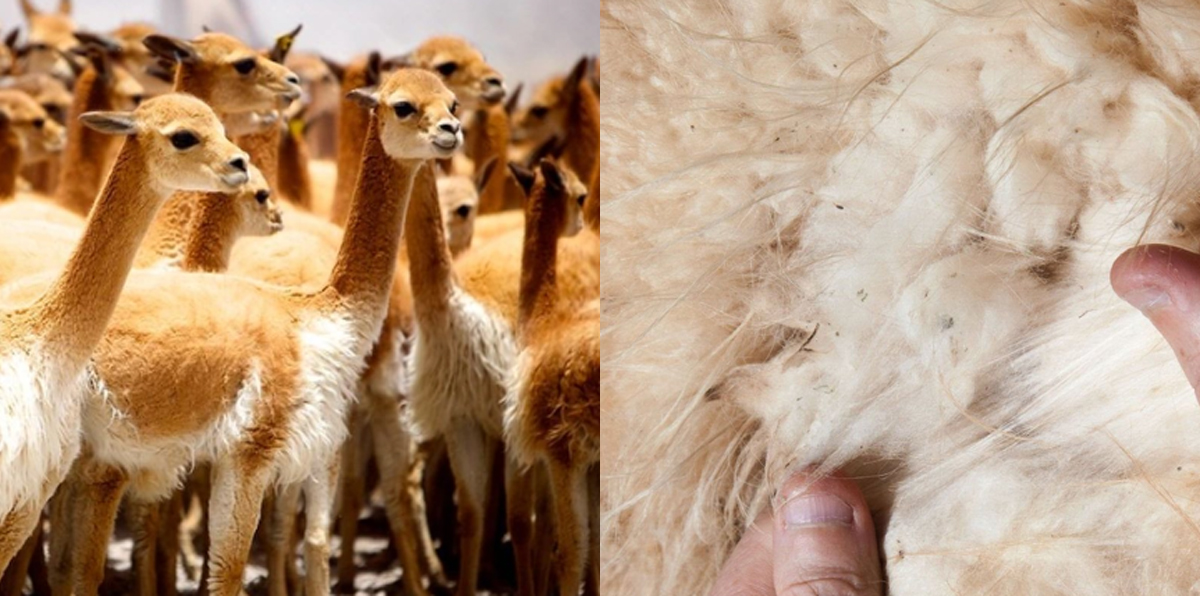 lông lạc đà alpaca 1