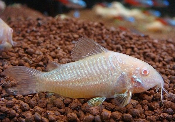 cá chuột albino cory