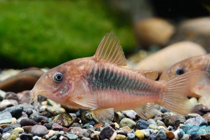 cá chuột cafe bronze cory