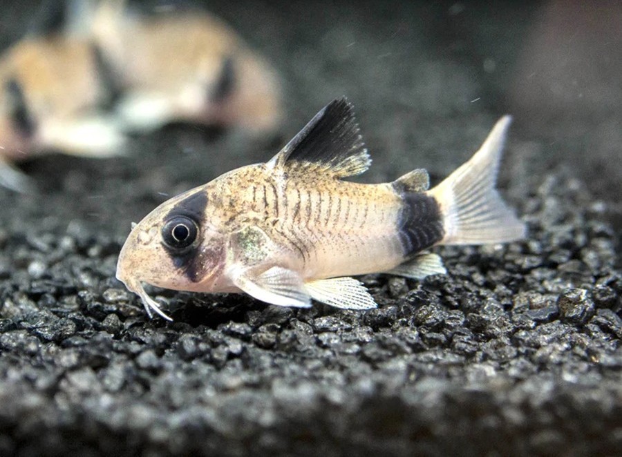 cá chuột panda cory