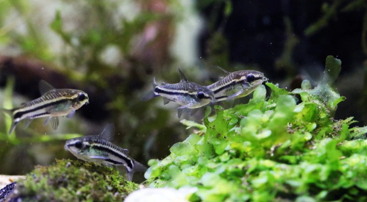 cá chuột pygmy cory