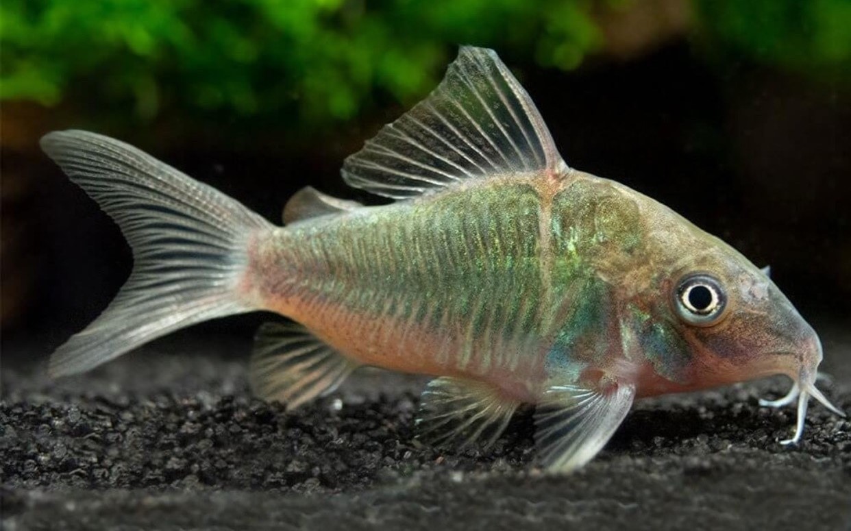 cá chuột xanh Emerald Green Corydoras các loại cá chuột phổ biến