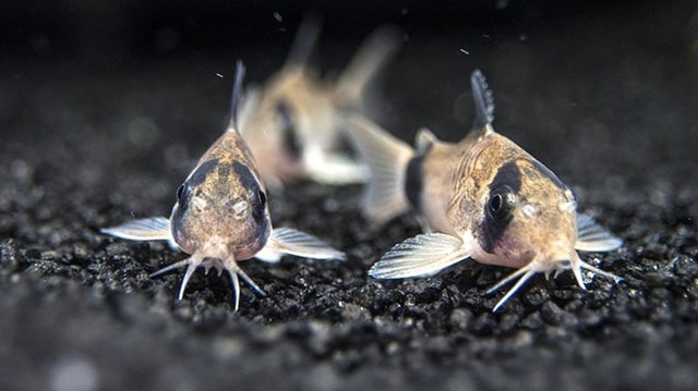 các loại cá chuột phổ biến panda cory