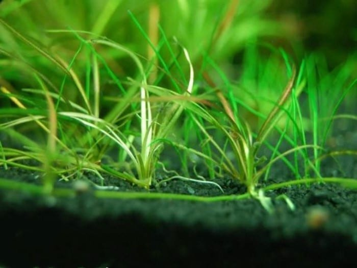 Helanthium tenellum - Dwarf Chain Sword