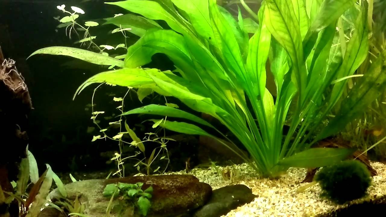 cây lưỡi mèo Echinodorus bleheri - Amazon Sword