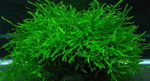 rêu java Taxiphyllum barbieri
